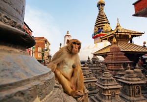 monkey-on-swayambhunath-stupa-kathmandu-1024x715